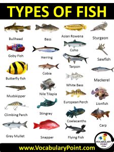 kumay fish|Kumay fish in English with contextual examples .